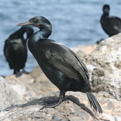 Brandt's Cormorant